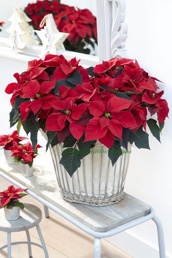 263492513_3067460600158403_5042600100082686331_n