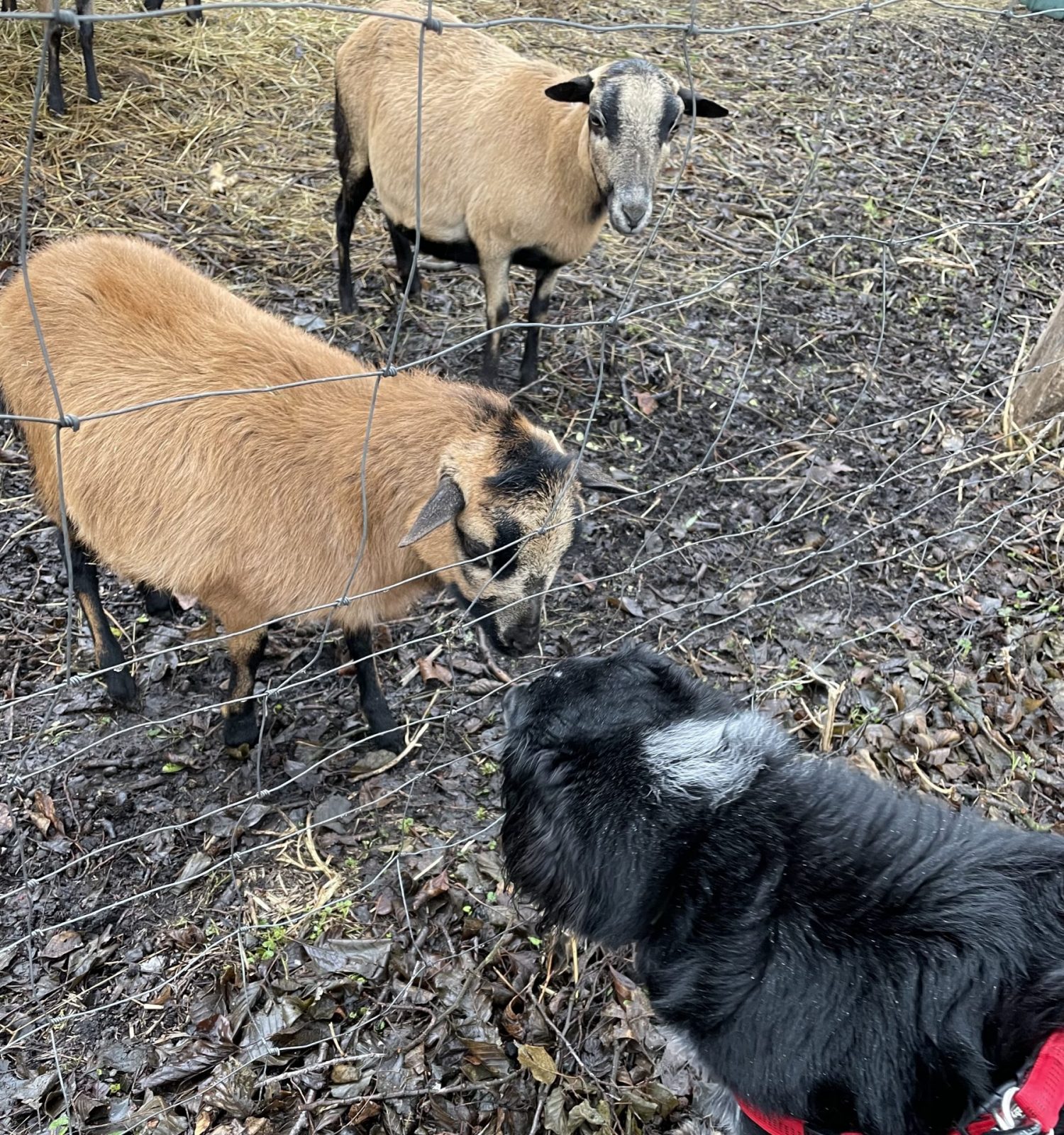 263852DE-7751-44F8-90F3-9BC9DA188B48