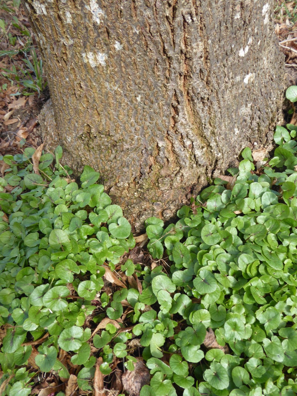 27.3.2021 Samstag Schabockskraut (2)