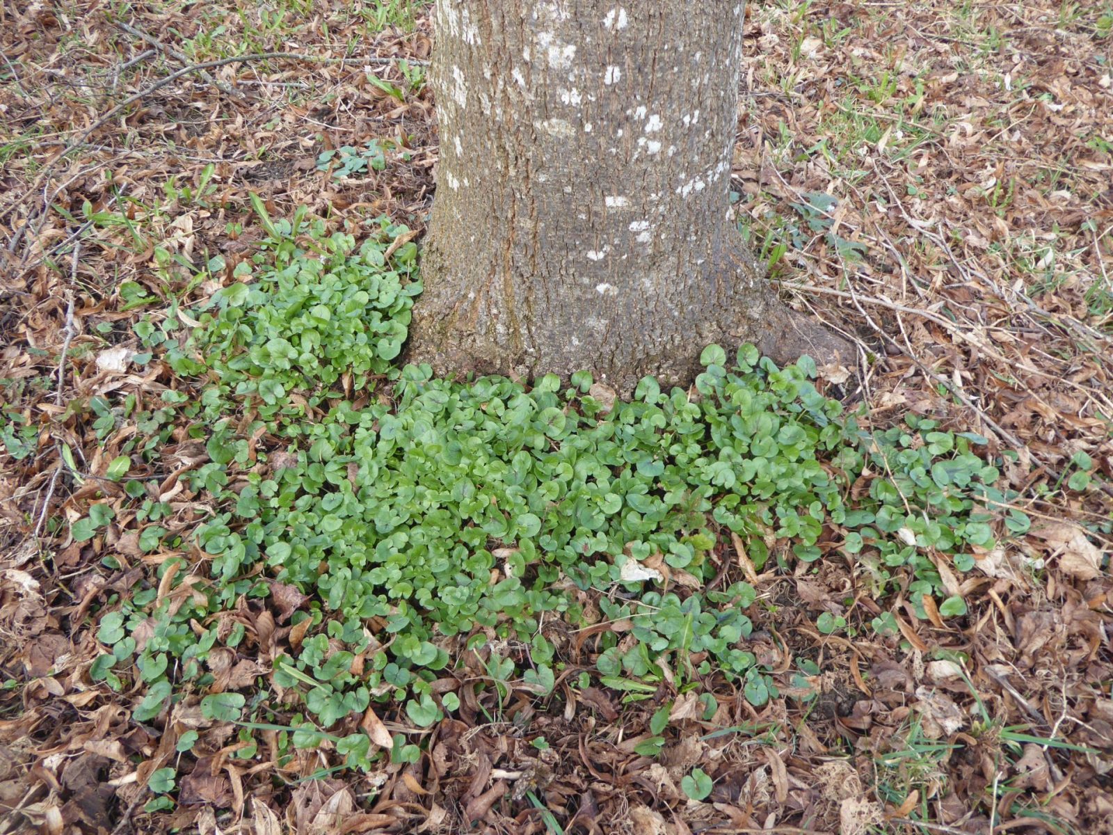27.3.2021 Samstag Schabockskraut (3)