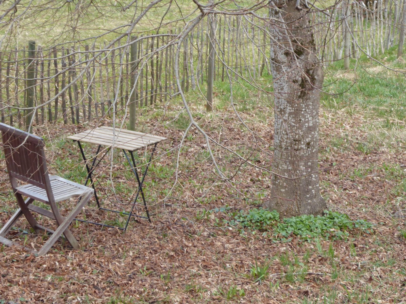 27.3.2021 Schabockskraut (7)