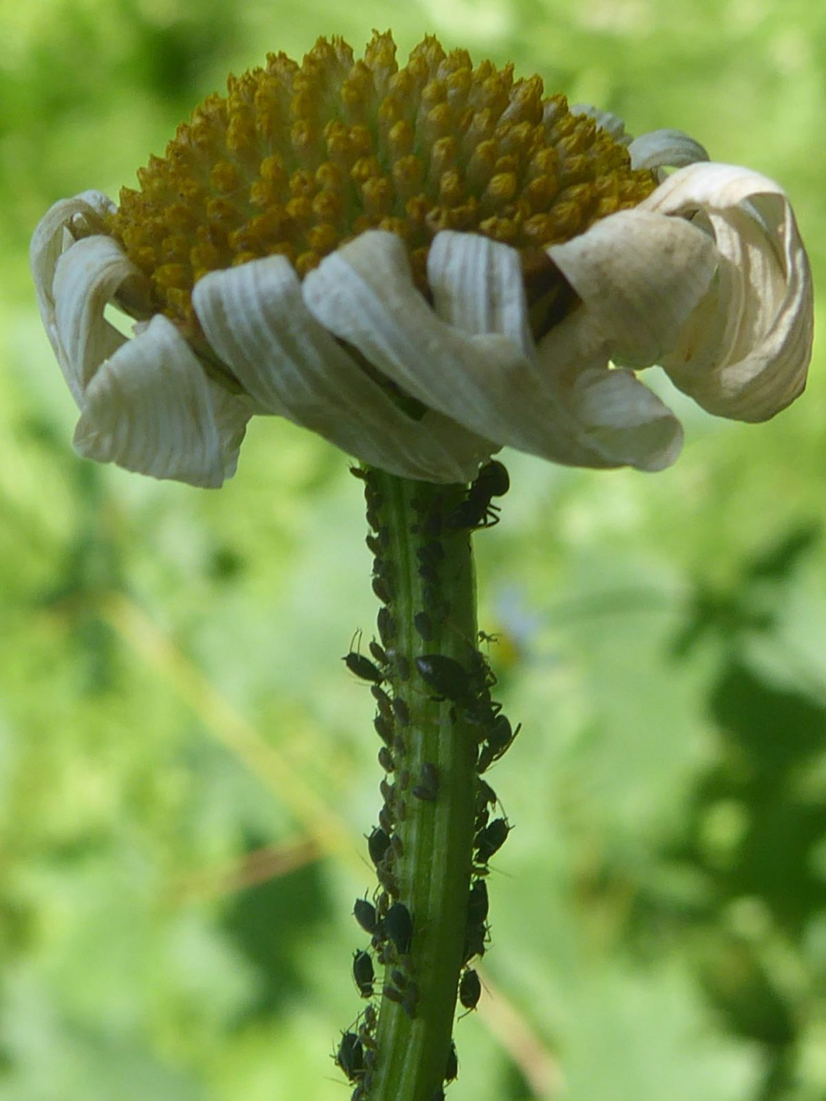 27.6.2019 früh Zuhause dunkelgrün (104)