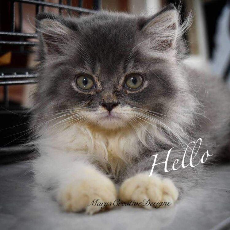 271548596_3097442960493500_7927248331685200736_n (1)