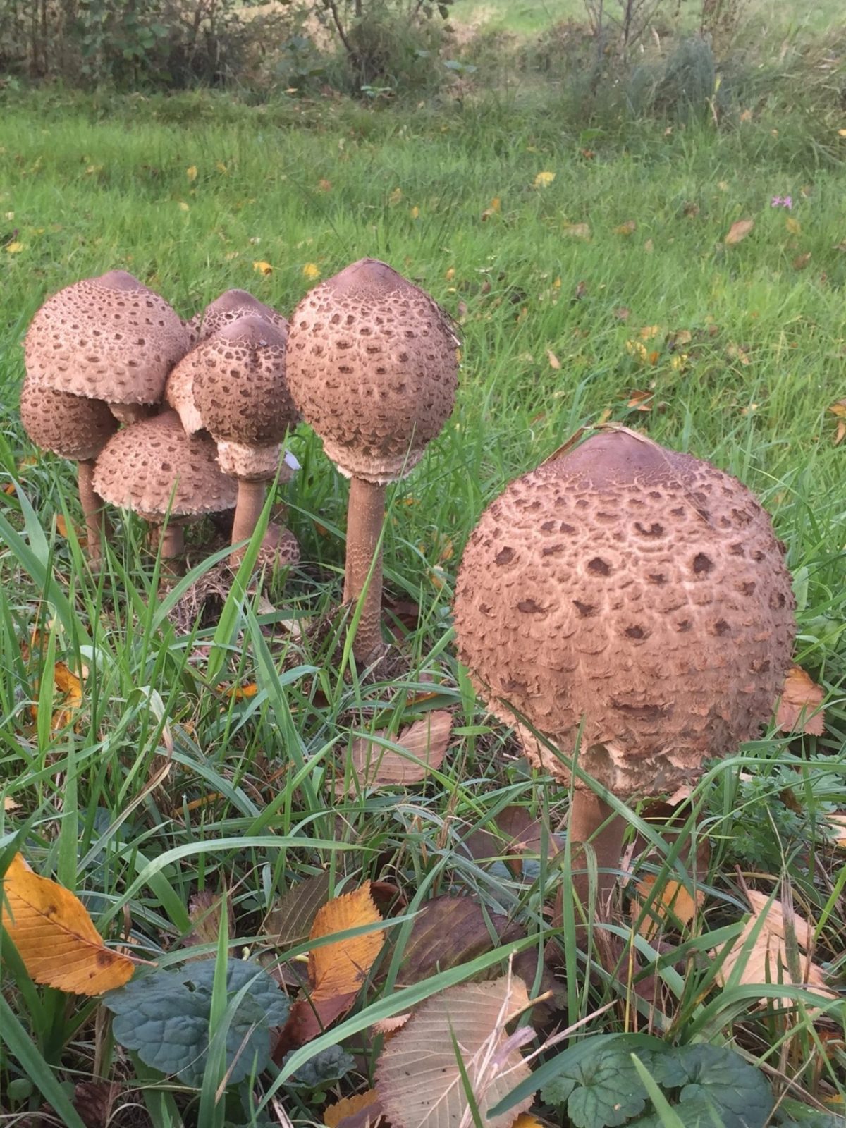 27B853A0-900D-4972-9240-D8FFD9CCA0E8