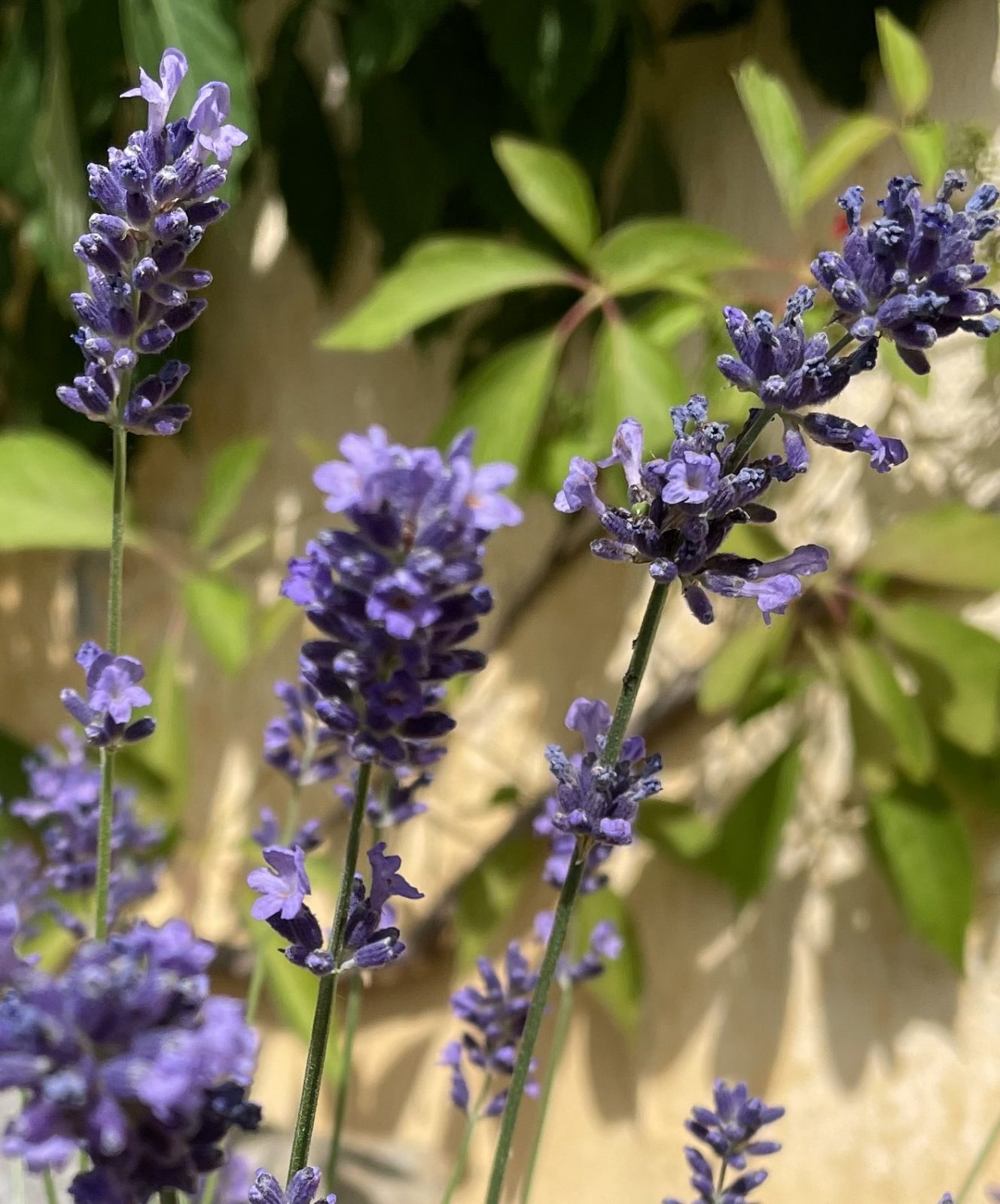 27F6C704-C509-4A19-81A9-EFD5CEA23615