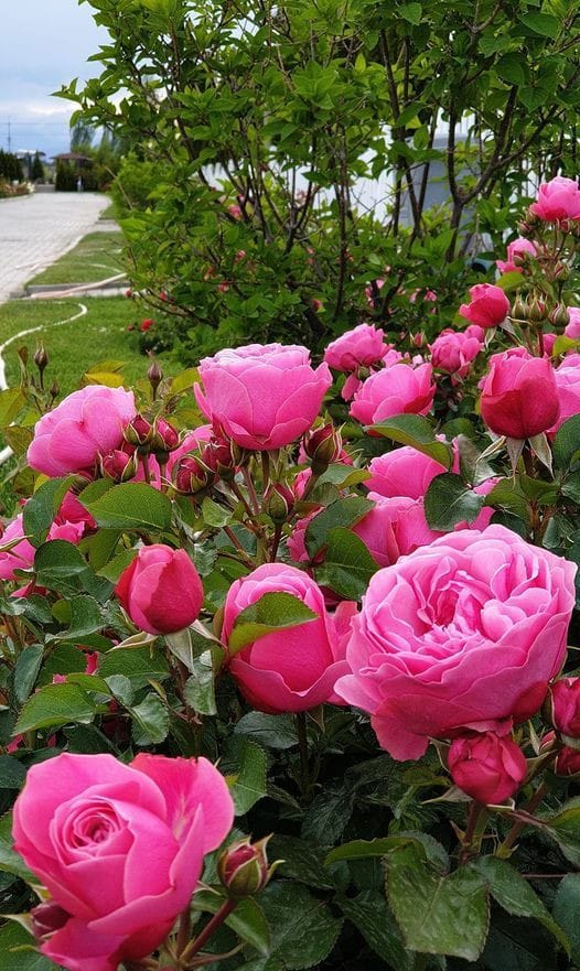 281334751_557920315726834_3165272628264030723_n