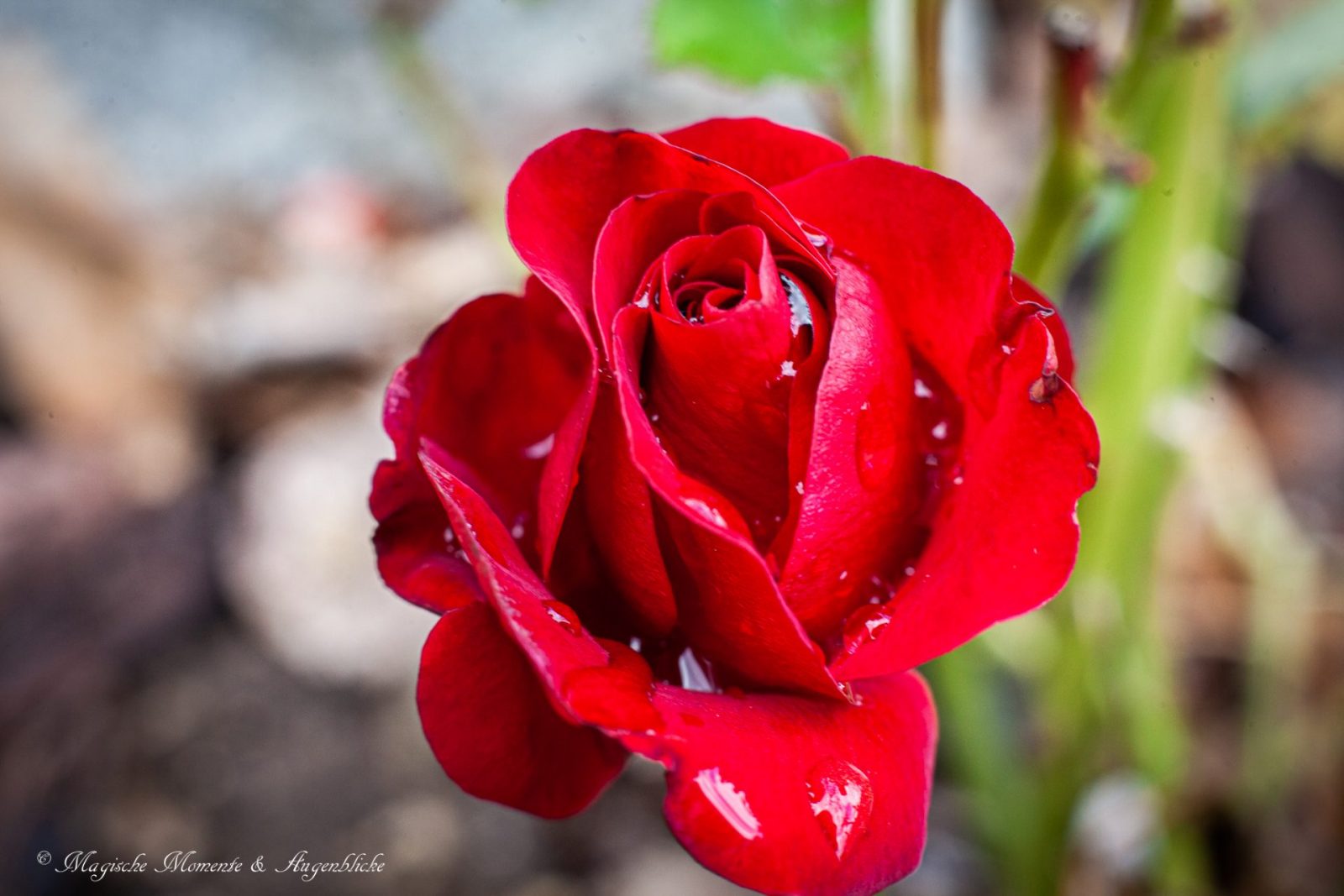 281380864_1116625598914331_4025465152461096898_n