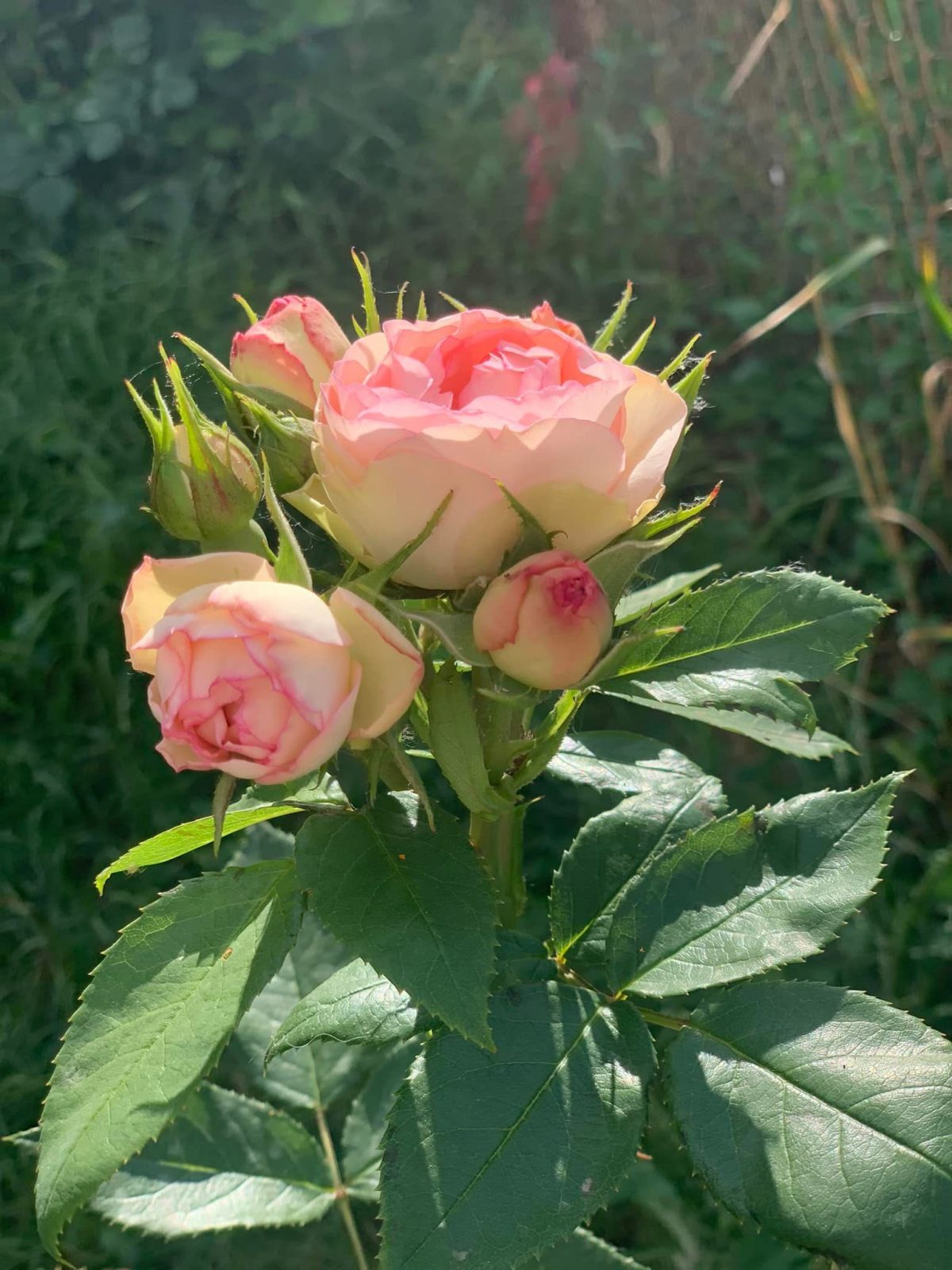 284564875_438107078318832_7221184763355475012_n