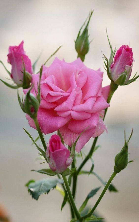 288653753_448512247278315_6019726374135626206_n