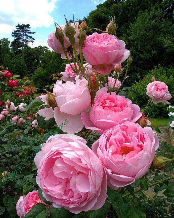 288756908_3226403417597453_3003624566820005440_n