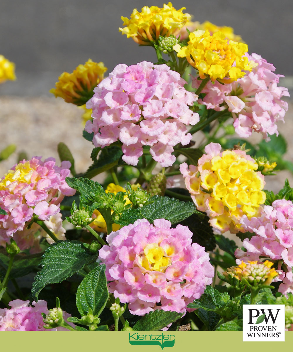 289397637_1693068077725505_8686826698291414760_n