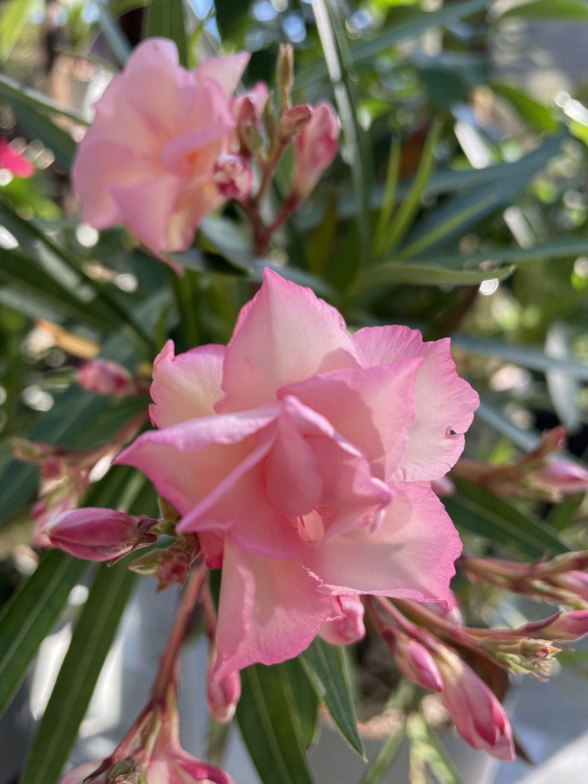 28C7AAFD-AE46-465C-9212-C06D286F8565