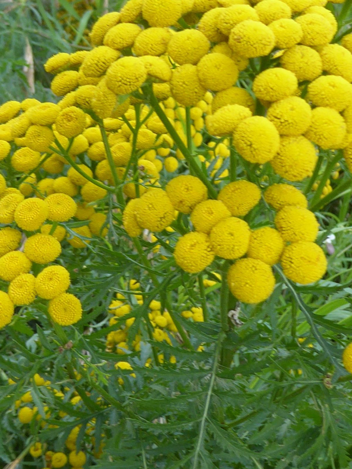 29-31.7.2021 Bislich (42)