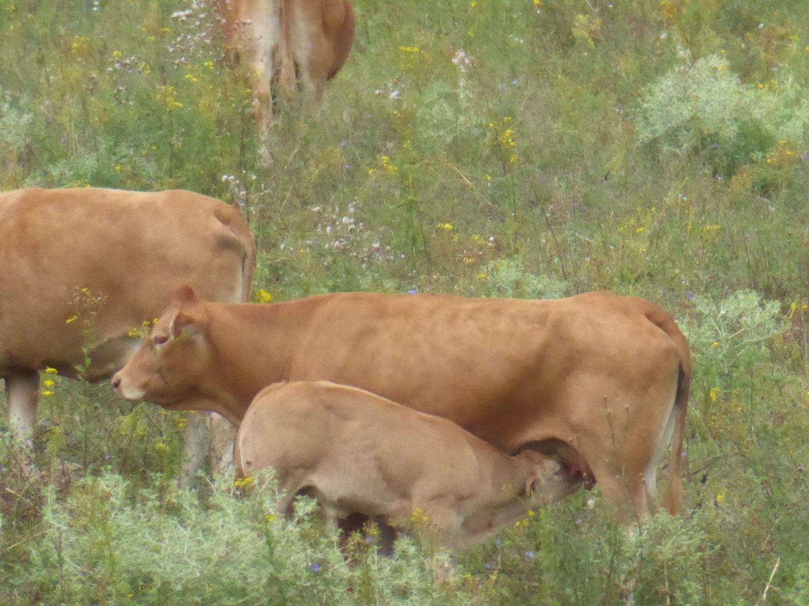 29-31.7.2021 Bislich (76)