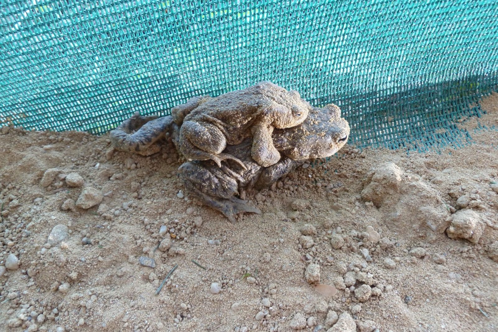 29.3.2012 Amphibien(19) -