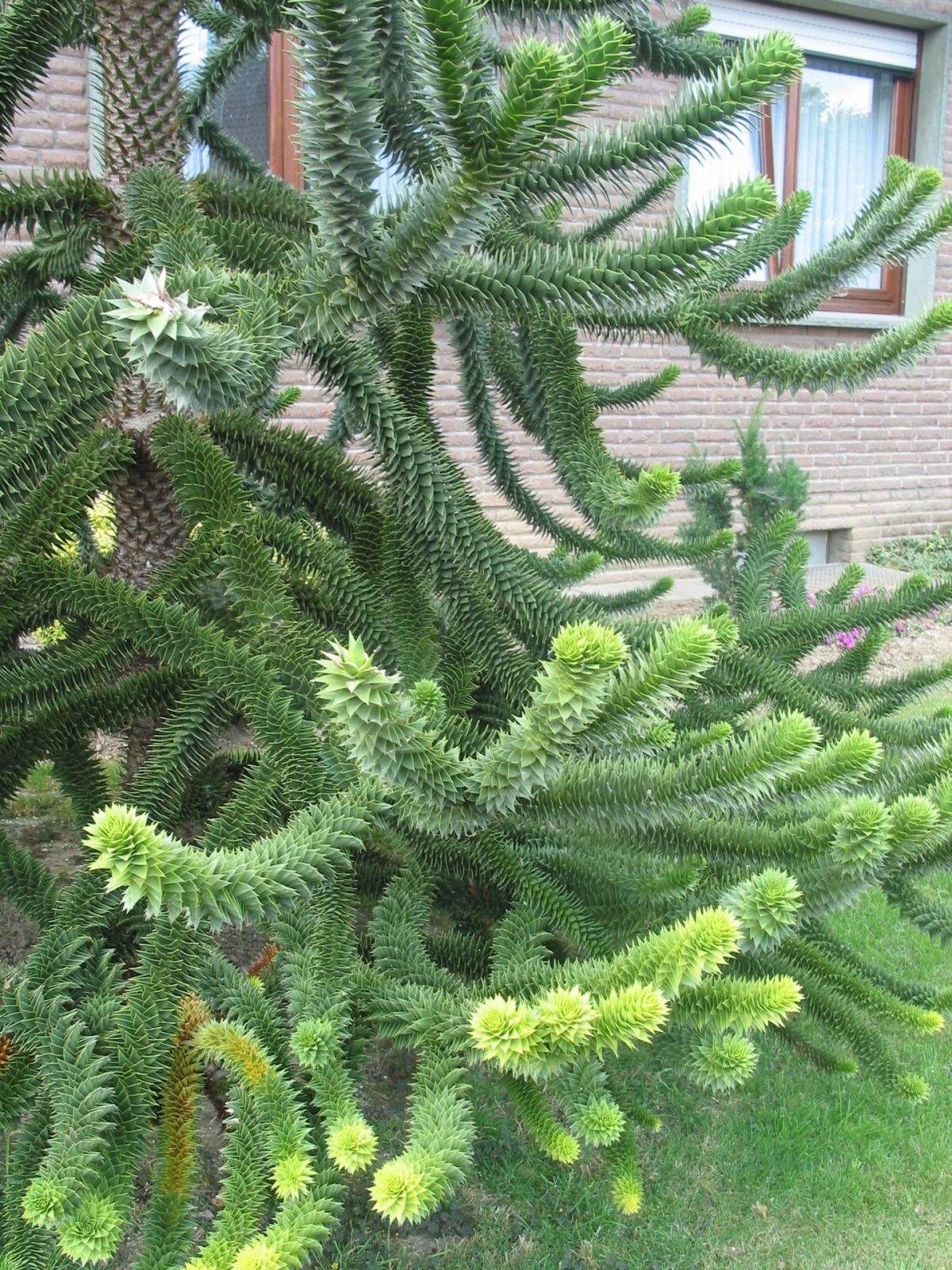 29.6.08 Araucarie,Xanten (1)