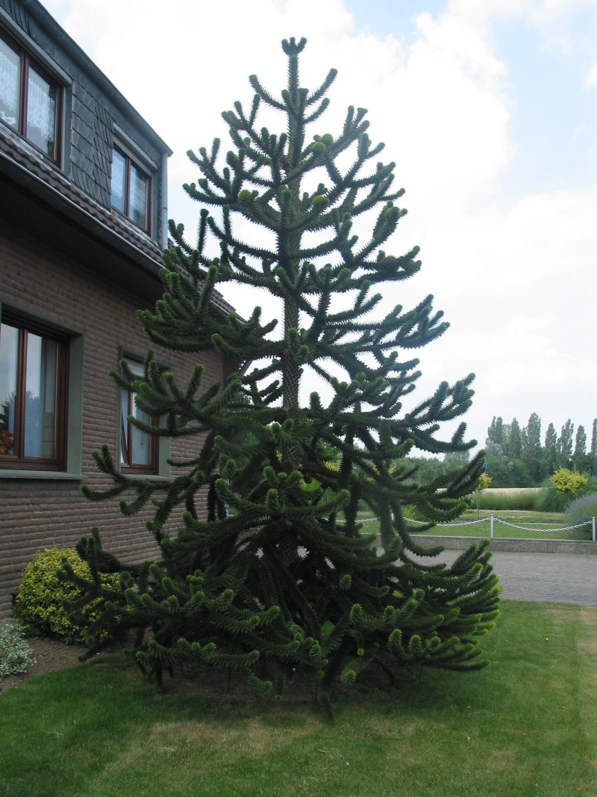 29.6.08 Araucarie,Xanten