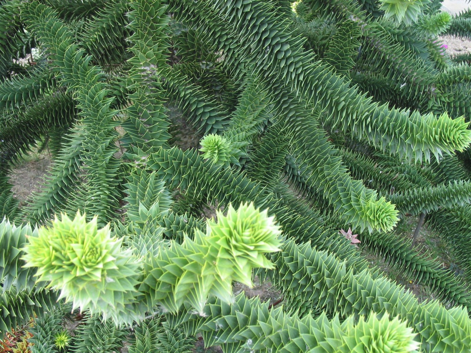 29.6.08 Araucarie,Xanten (3)