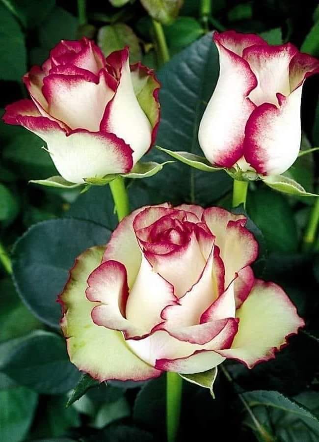 290104425_1497623467358621_5335973088674434447_n