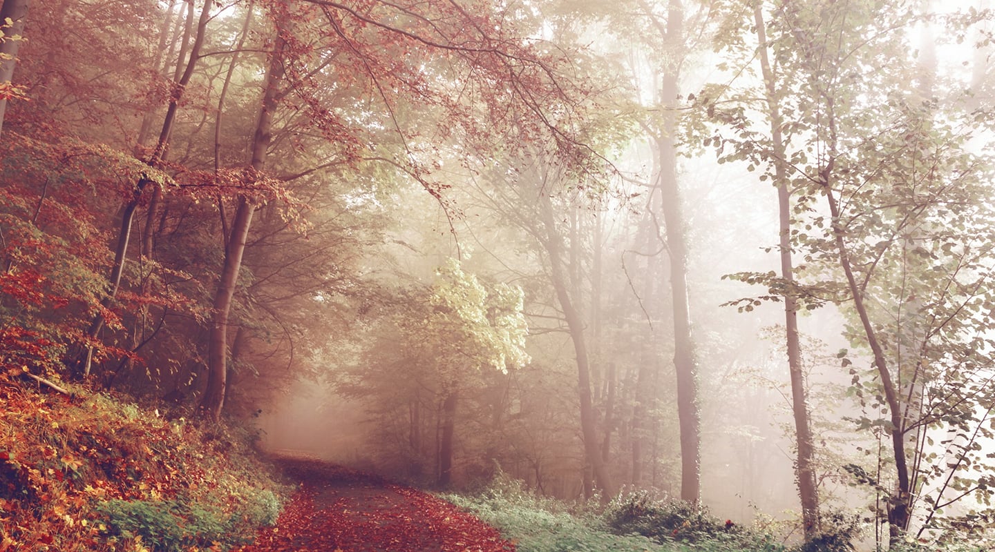 29352015_1776264602436040_7462699785428484617_o