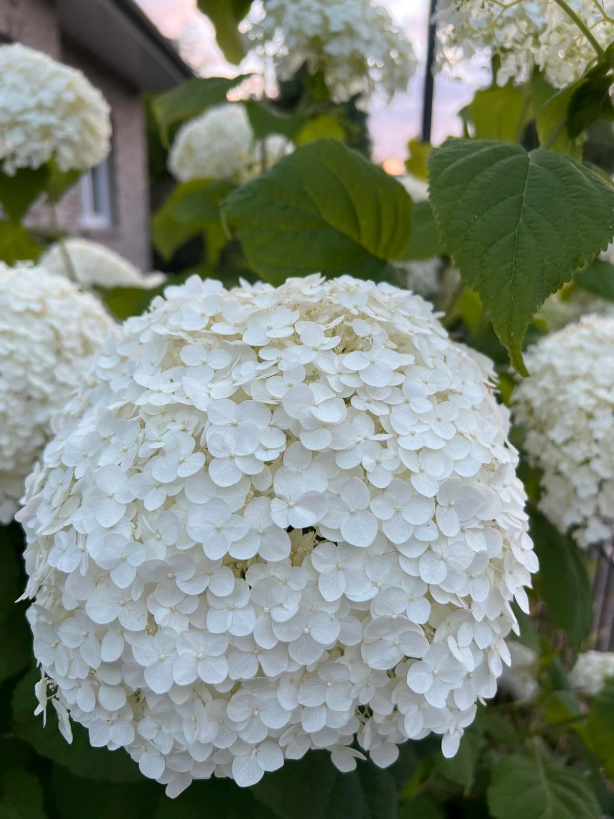 294153447_716554019583509_1771165995920851616_n