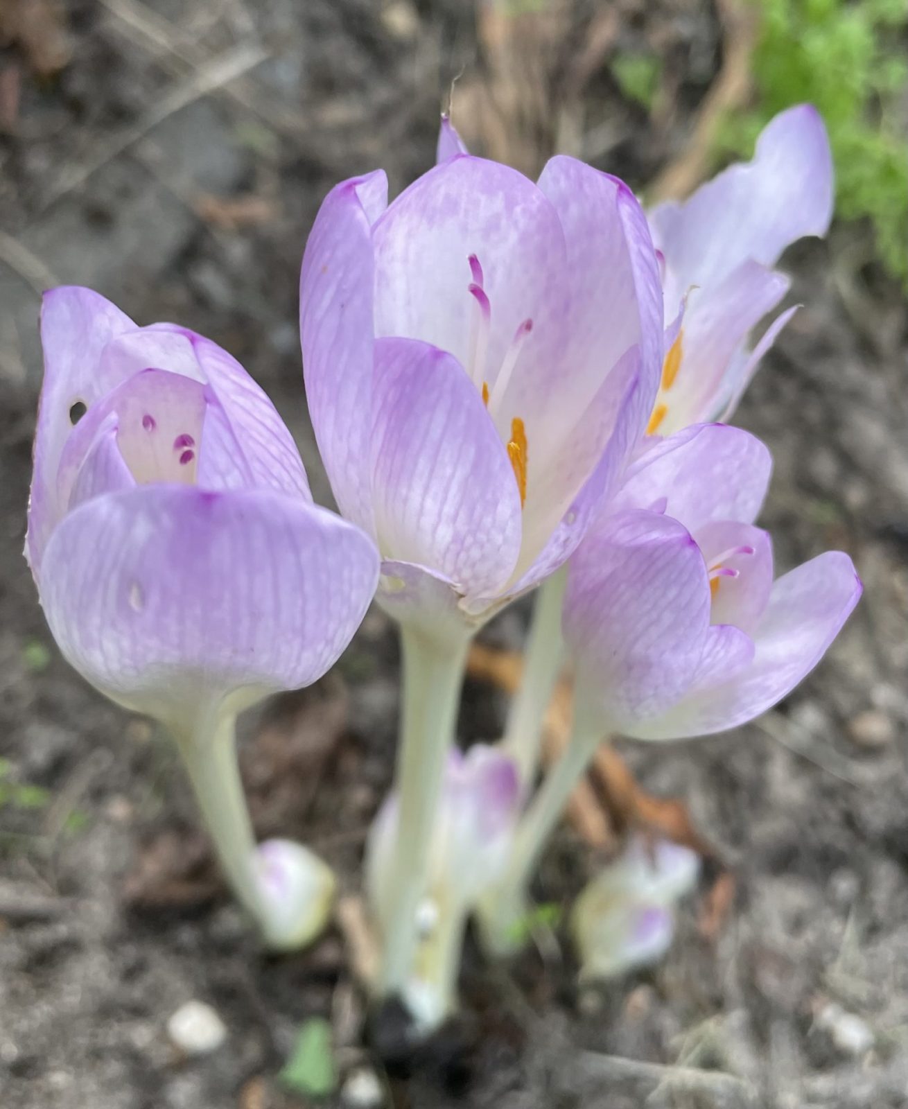 295EB488-C361-4133-A2F1-3A17F370D520