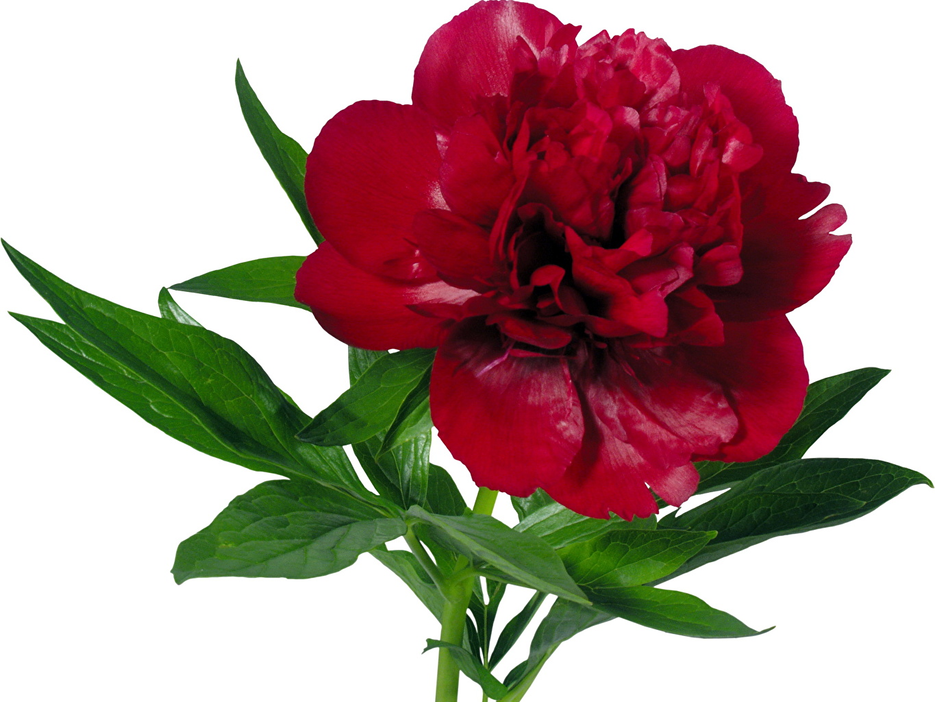 297848-svetik.jpg rose