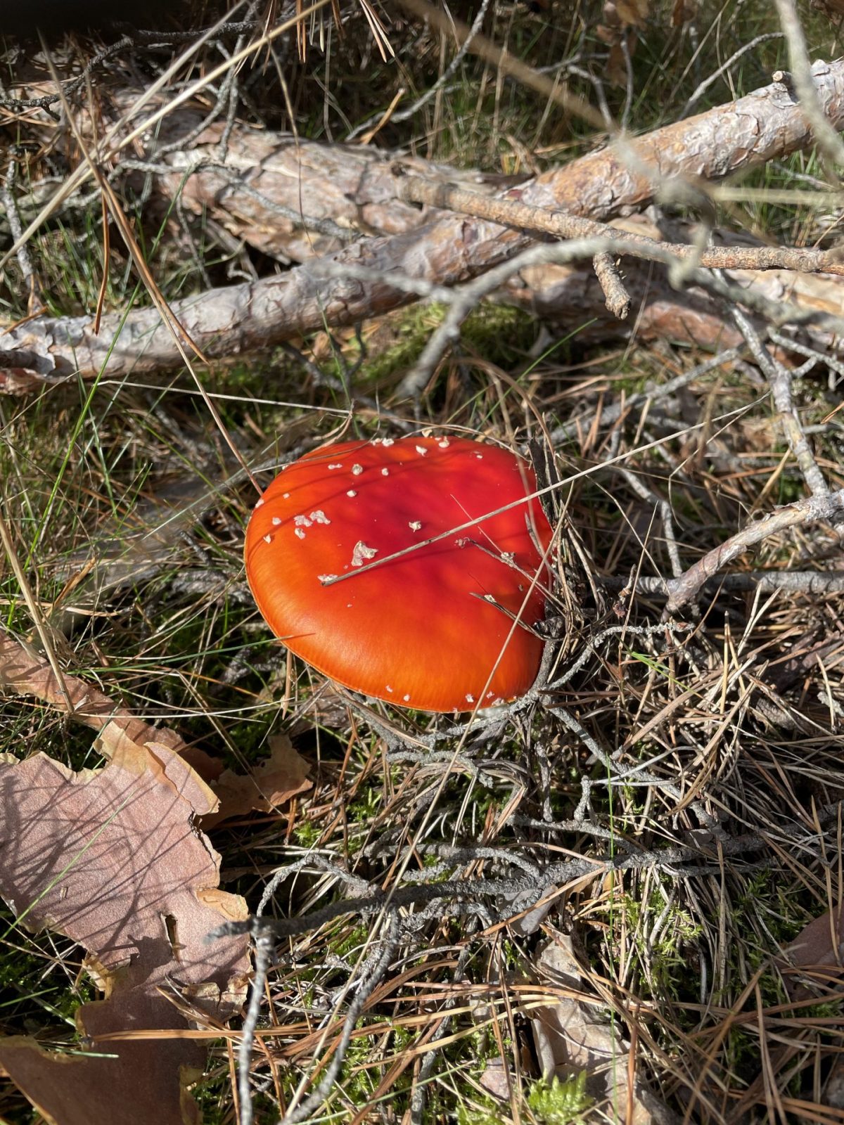 2983B108-3FA4-46DA-8115-58BC5B0B3707