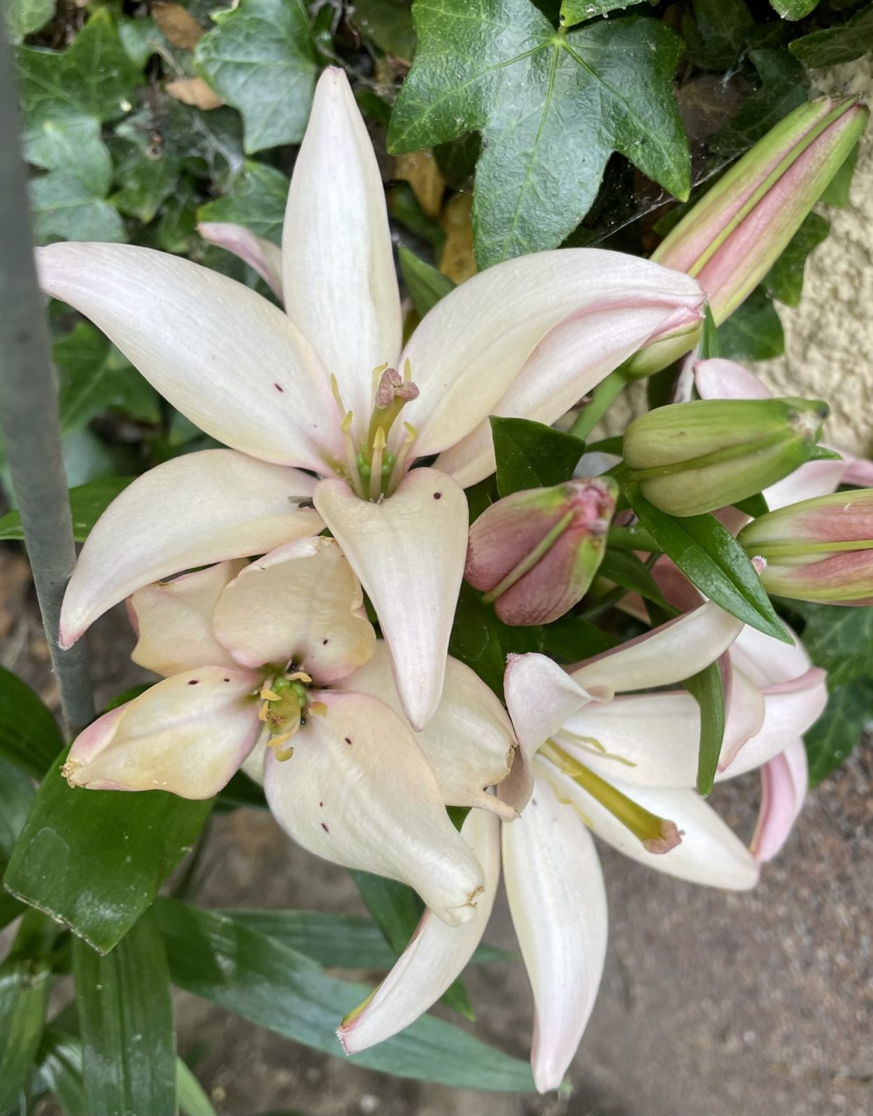 2ADD2D76-A8A0-4B74-B7C6-53128119E9F3