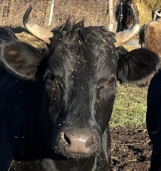 2D93DBF7-9D58-4262-A221-9F7528A3A550