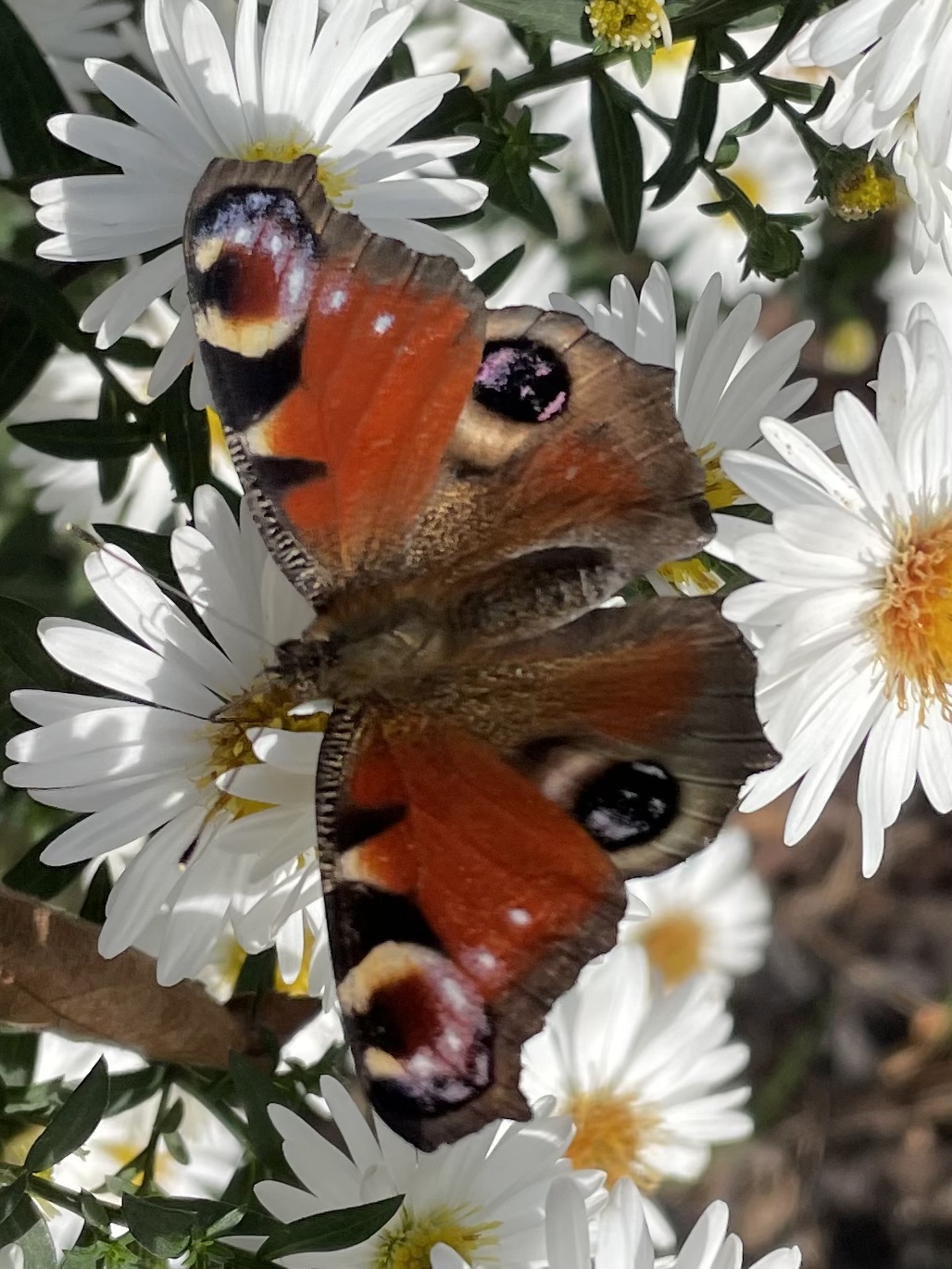 2F63C9F3-0F2A-4960-B524-2918A56FED10