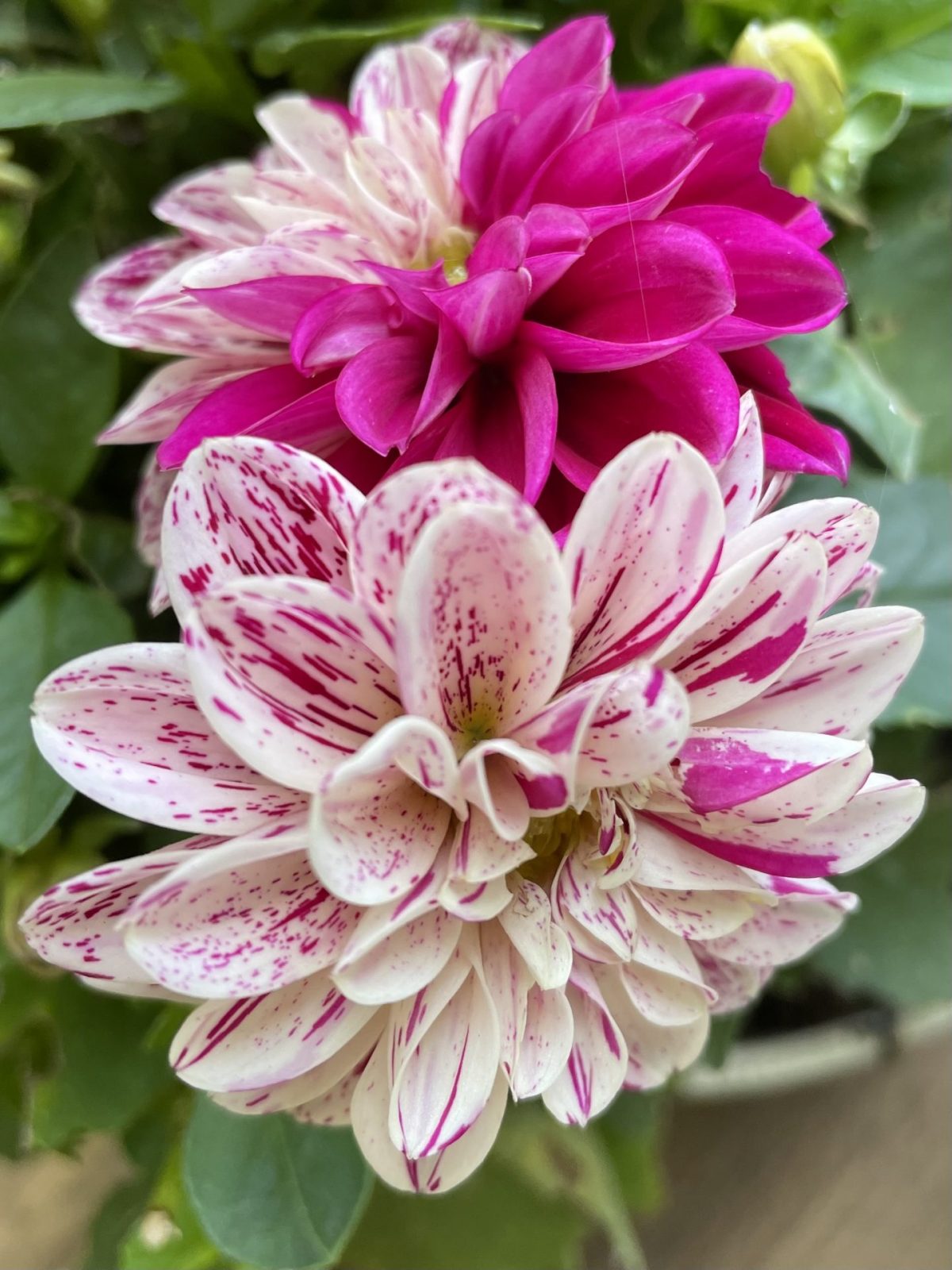 2FD068B2-CB31-41EE-B3B5-775B31EDC753