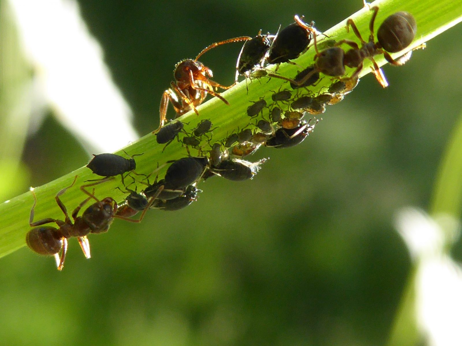 3.6.2018 früh bis gegen 9Uhr30 (151)