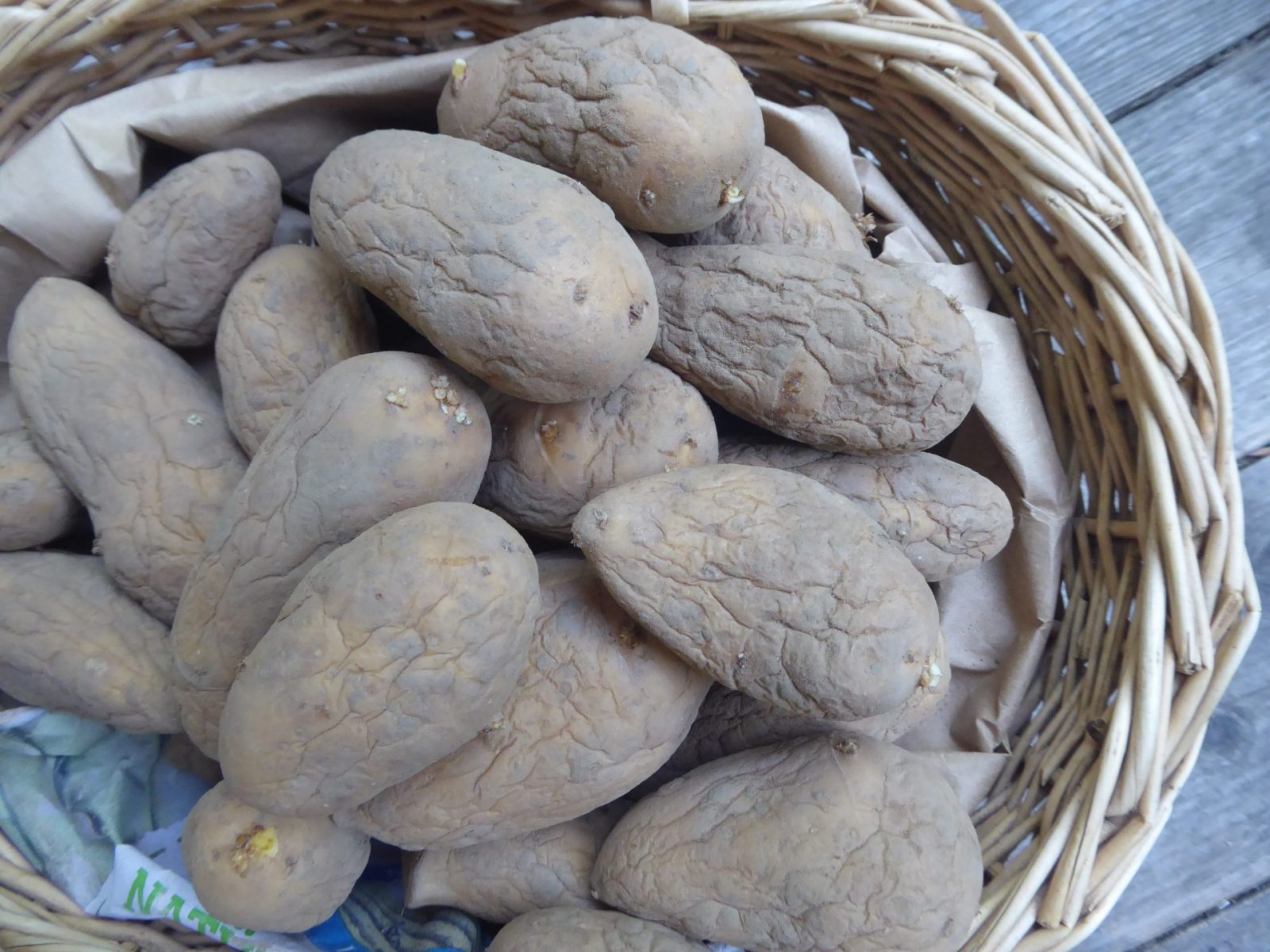 30.6.2022 fr. Kartoffeln keimen im dunkl. Keller (27)