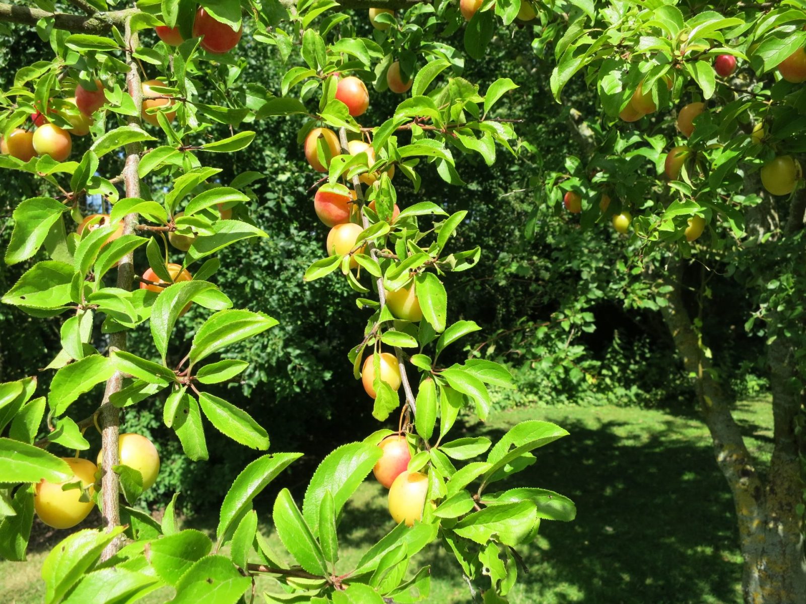 30466528_Unknown_Original