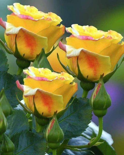 305101011_505850848211121_5343867376726948534_n