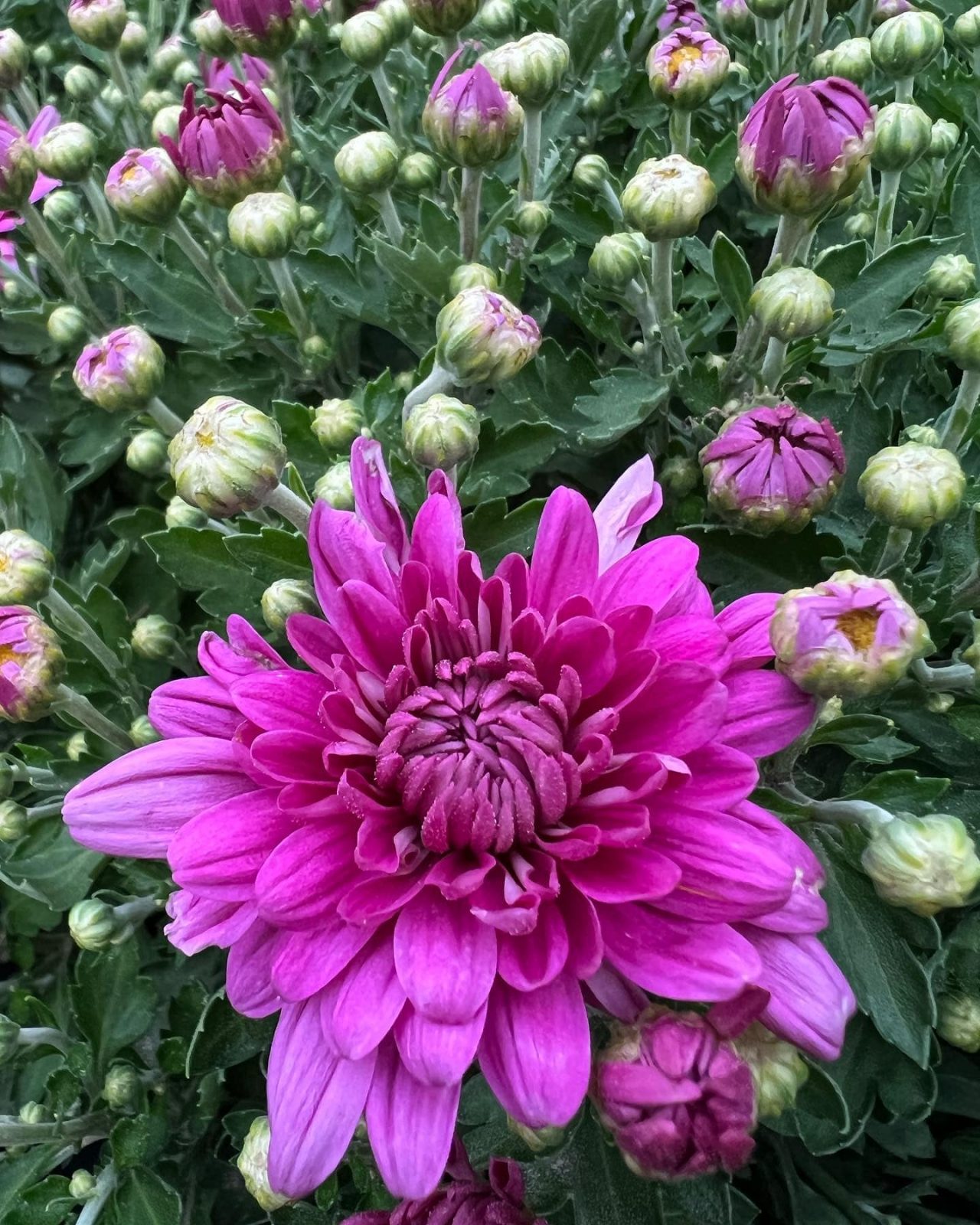 305922620_753113955927515_6643295274221996944_n