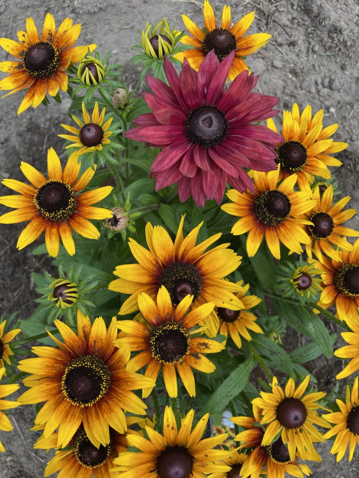 305EF996-94B8-44C5-A914-99E131744E7F