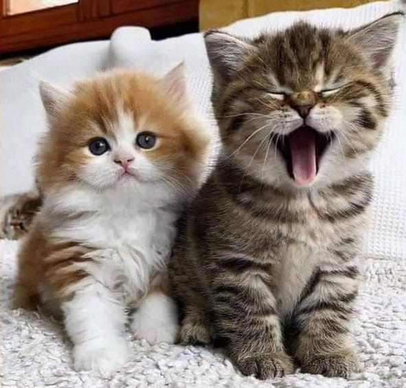 309510803_1779151539129479_133458647848300409_n (1)