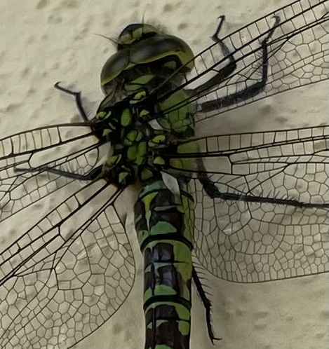 310EC8AB-640F-4E0D-948E-4B730F579B5D