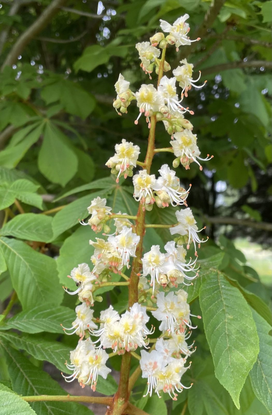 3154A2D8-91E3-41C3-9558-2D943050289F