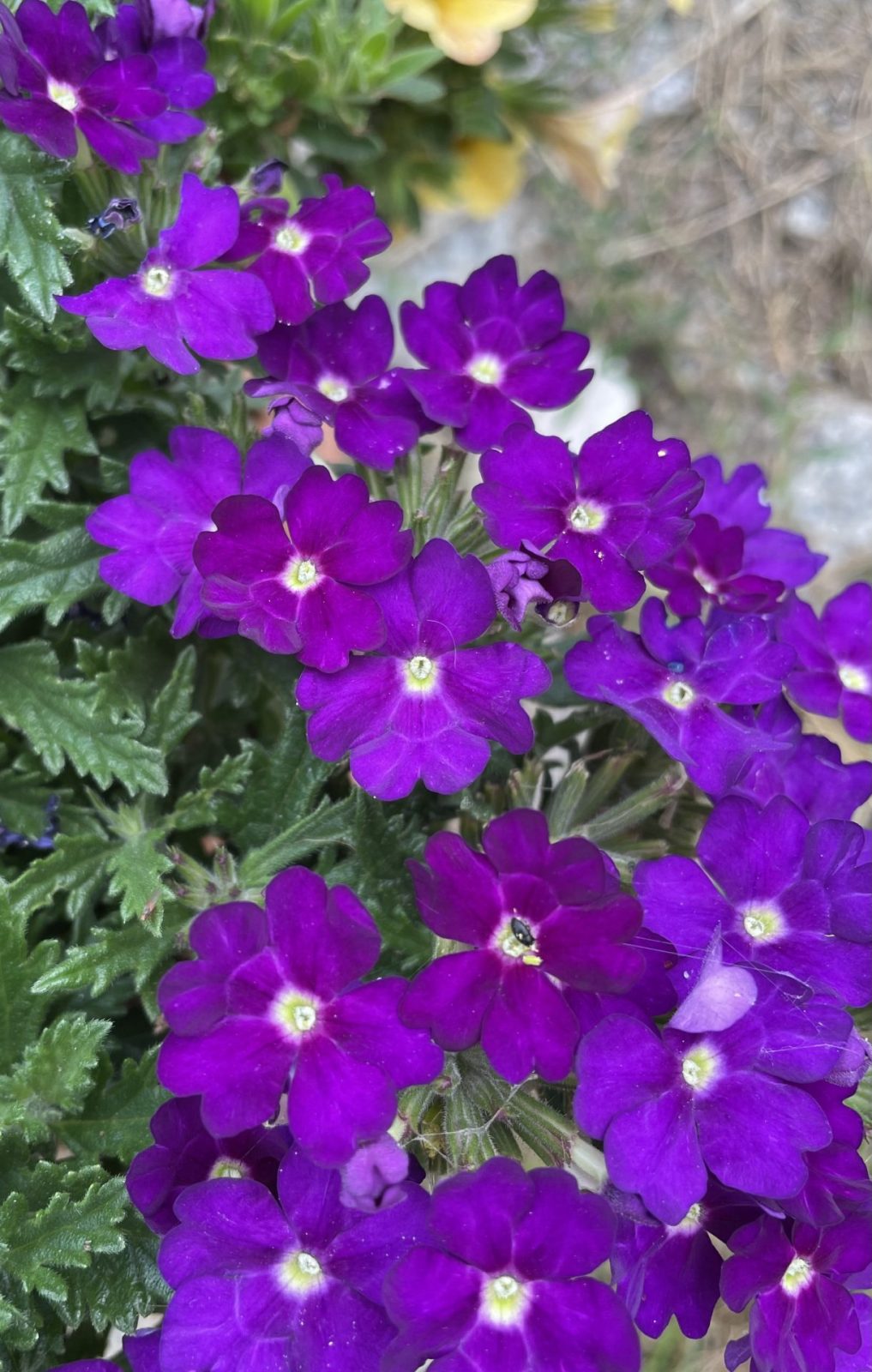 316F72F1-83BE-41F0-85DA-751EE4B50C0B