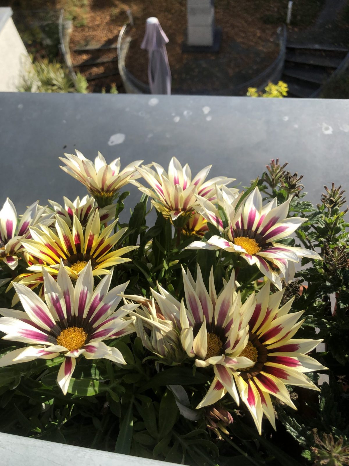 31C58AD6-EAA1-4EE0-BBC8-6B817264A87E