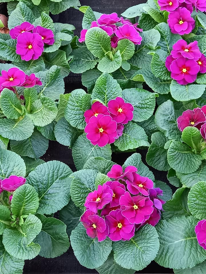 322382632_489645203250710_6383101559136969696_n