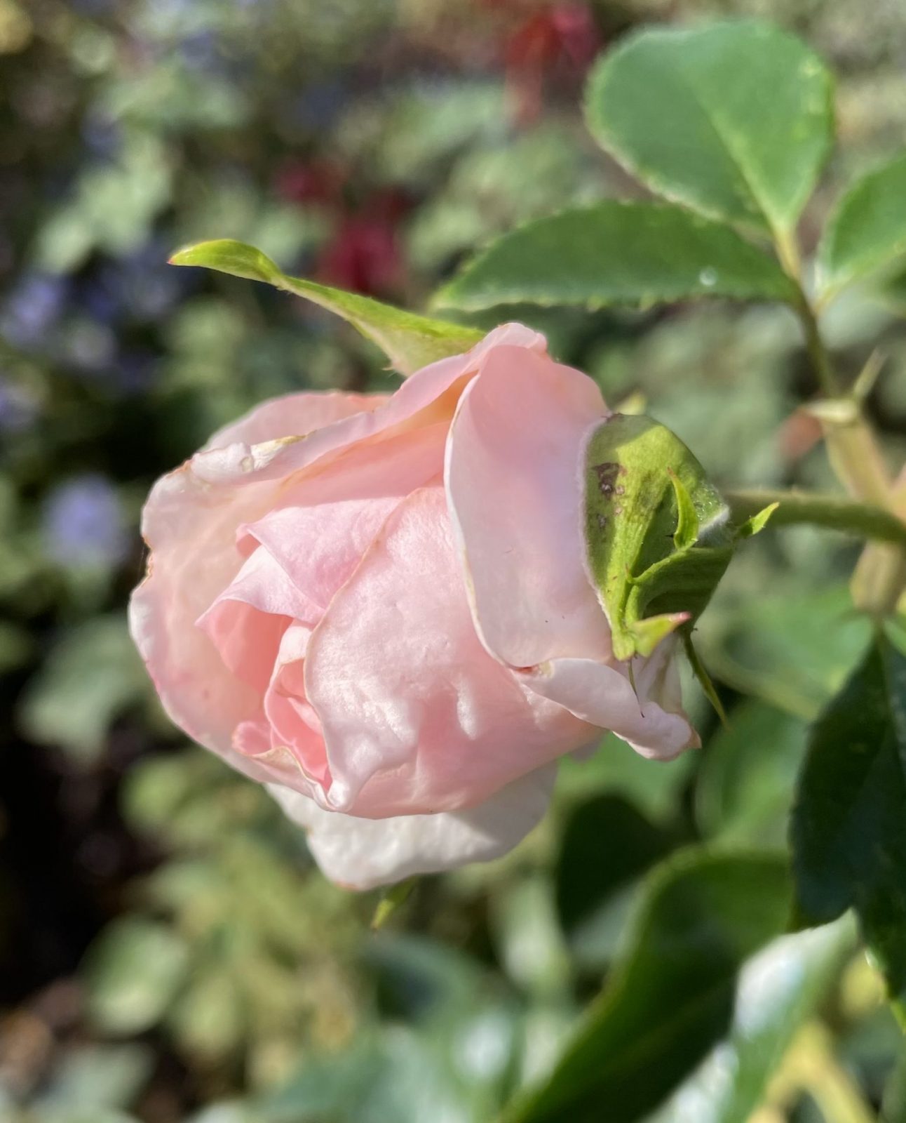 32560C05-F266-4F2A-8D50-08E2F894E9E4