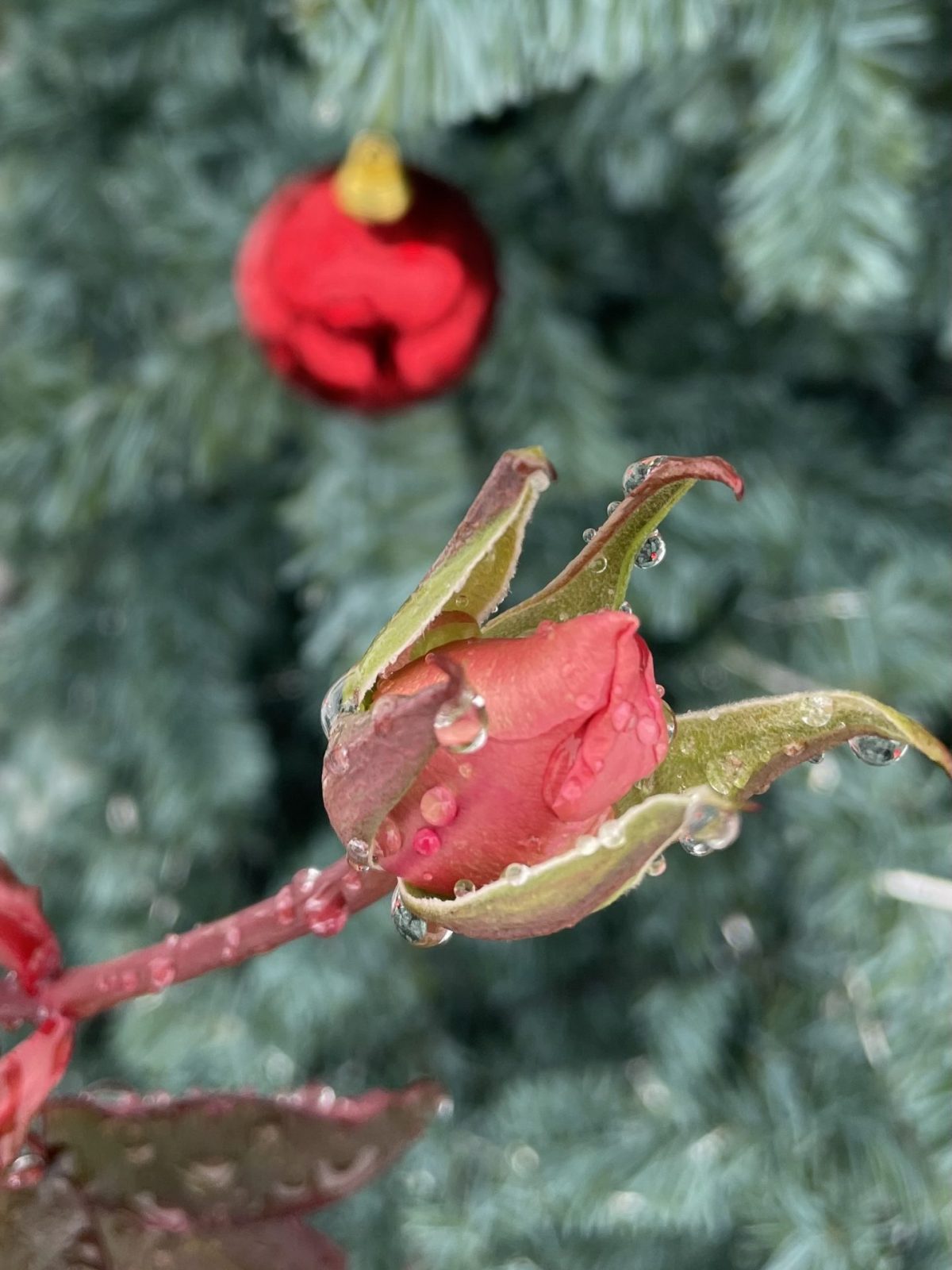 3277EE94-6CC1-4BD0-B1CD-80552B7907B6