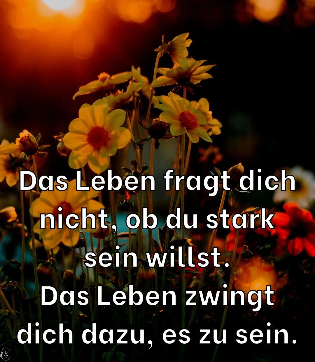 337027645_934167698024707_6468321383206890270_n