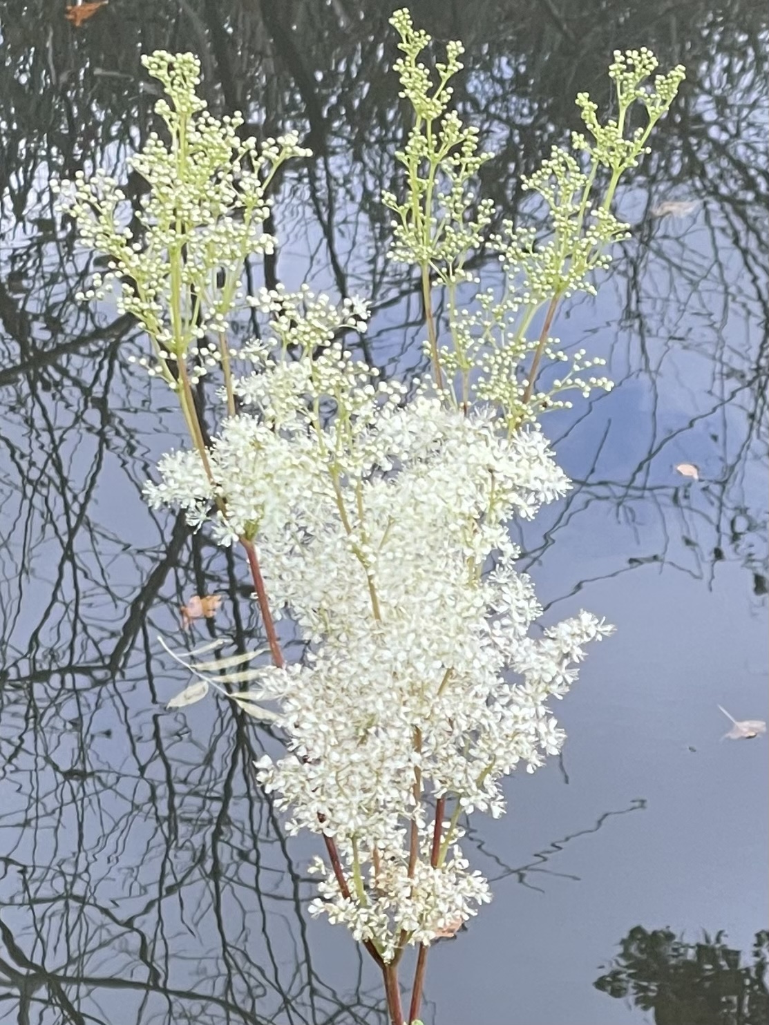 349F8784-027B-46A9-BEA4-9EB8F2FE5DB5