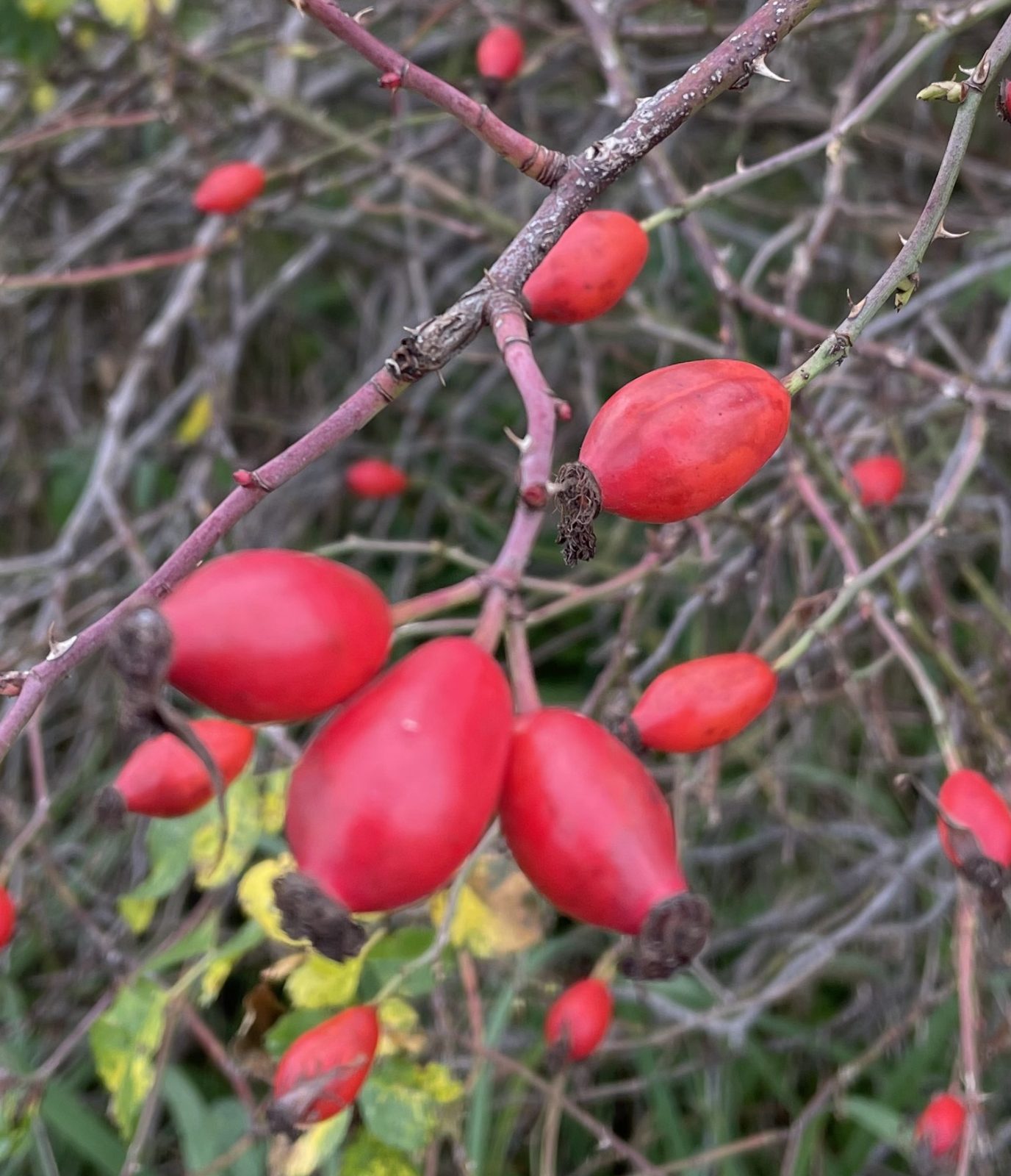 35581170-30B6-48AB-BCF5-443B88750347