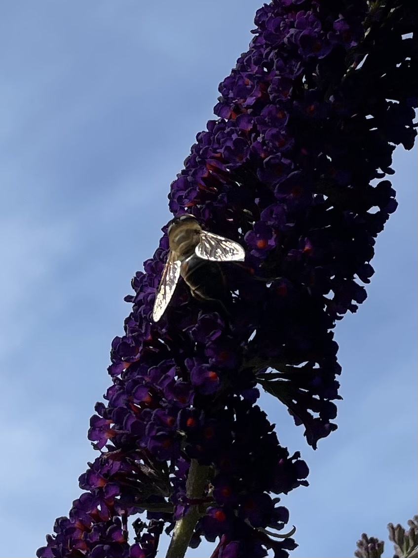 3591D5AE-CBEF-4F1D-AE53-AC767F2B93B1